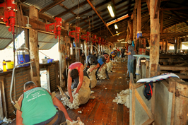 Steam Plains Shearing 022739  © Claire Parks Photography